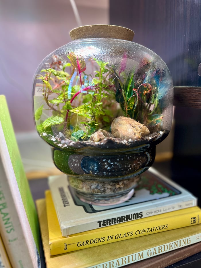 Anniversary Month - Closed Bio-Active Terrarium Building Workshop at Plush Moon Terrarium Co image