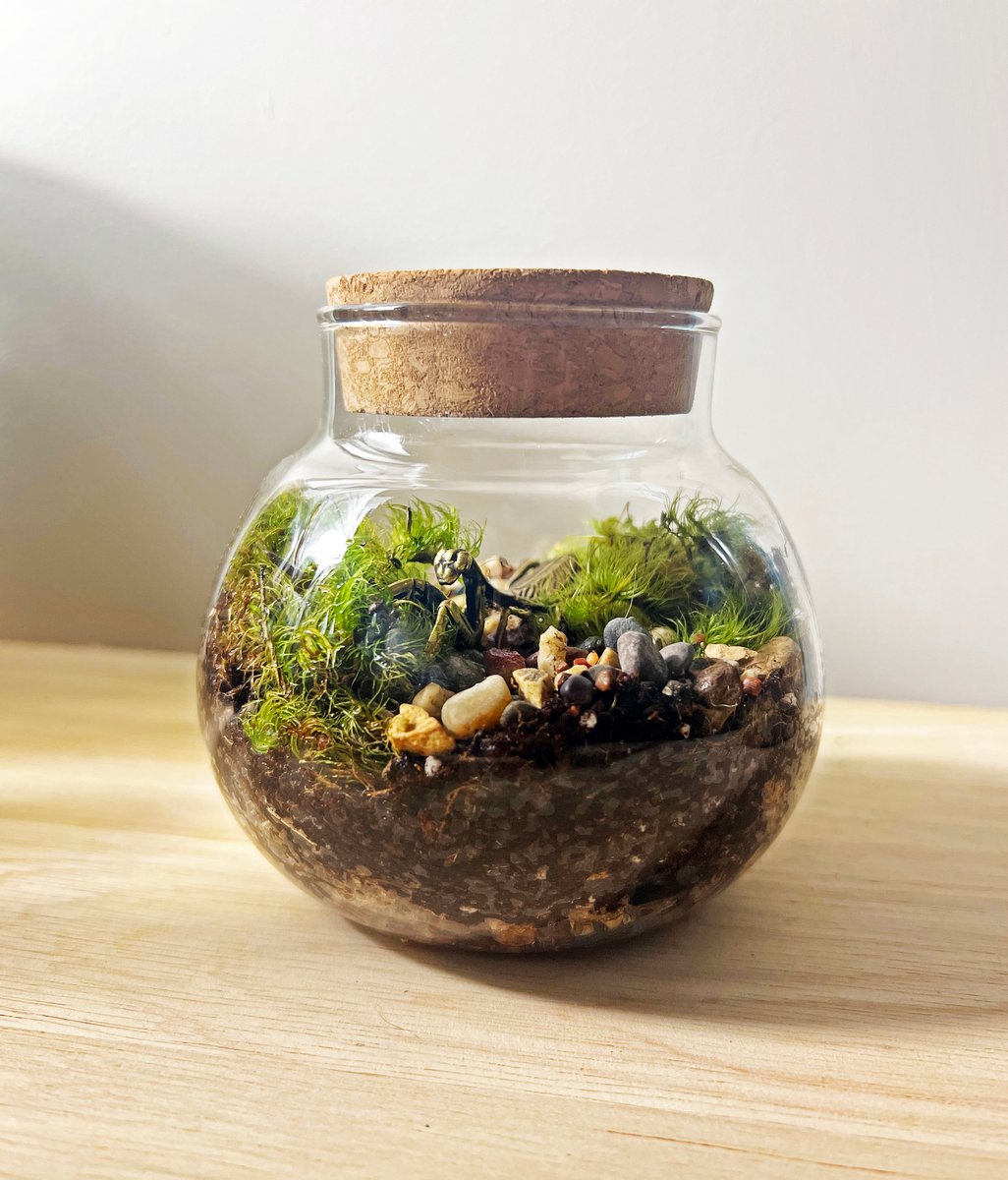 Mantis Terrarium Bubble Jar