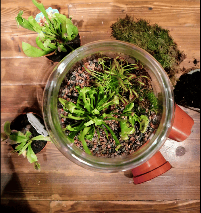 Carnivorous Plant Terrarium Ecosystem Workshop at Hi-Wire Brewing Knoxville, TN  image