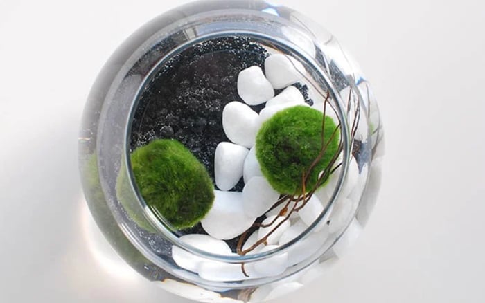Marimo Moss Ball Plant Aquarium Ecosystem Workshop at Plush Moon Terrarium Co  image
